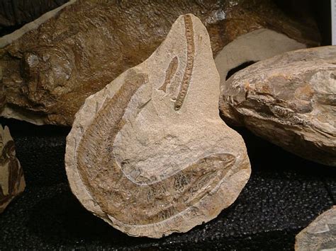 Vanhimmat Eläinelämän Fossiilit Löydetään Mahdollisesti
