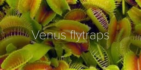 Venüs Flytraps Hakkında Gerçekler