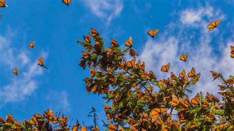 Video: La Migración De La Mariposa Monarca, Vista Desde El Espacio