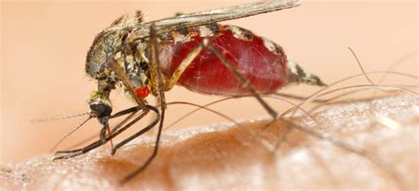 Waarom Blazen Muggen In Onze Oren?