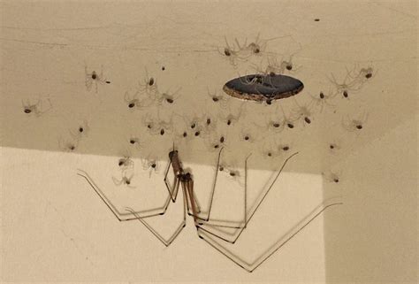 Warum Macht Das Spinnen Schwindlig?