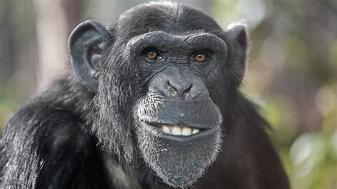 Warum Schimpansen Keine Kultur Wie Menschen Entwickelt Haben