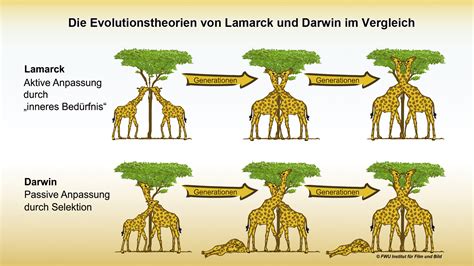 Was Ist Darwins Evolutionstheorie?