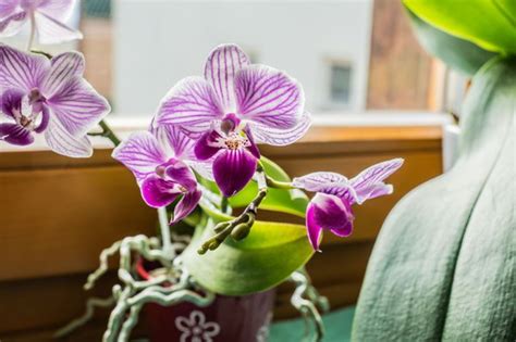 Was ist mit Orchideen zu tun?