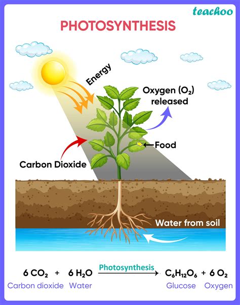 Wat Is Fotosynthese?