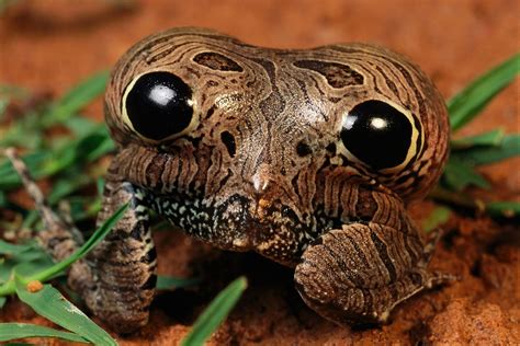 Weird! Tiny Frog Gebruikt Zijn Mond Om Te Horen
