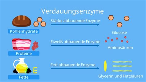 Welche Rolle spielen Enzyme im Stoffwechsel?