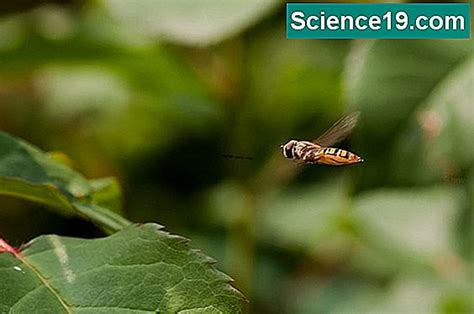 Welche fliegenden Insekten leben in deinem Haar, deiner Haut und deinem Zuhause?