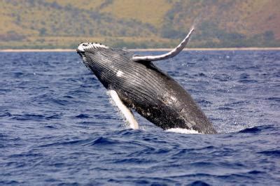 Whale Of An Idea: Satellites Help Monitor Migrating Humpbacks