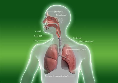 Wie erhalten Menschen Sauerstoff in ihren Körpern?