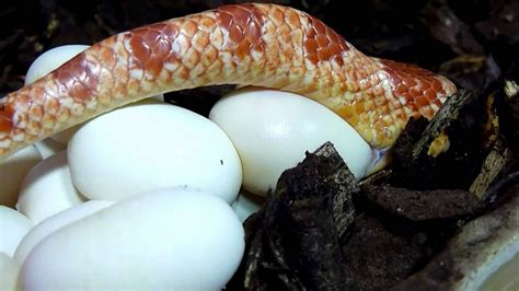 Wie legen Schlangen Eier?