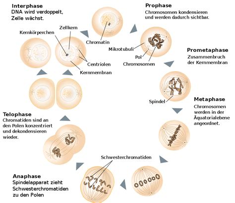 Wie zwischen Mitose und Cytokinese unterscheiden