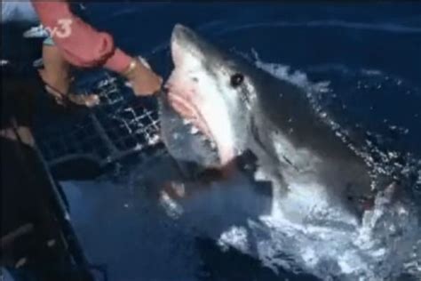 Wild Video: Woman Feeds Great White Shark Met De Hand