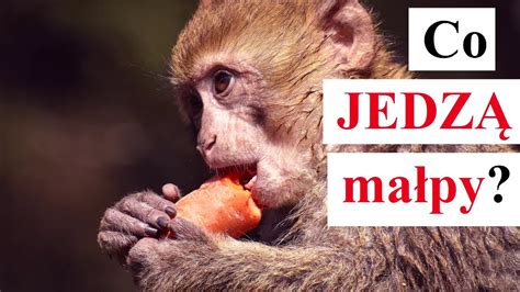 Wszyscy To Robią: Małpy Jedzą To, Co Jedzą Inni