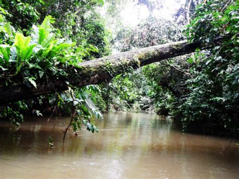 Zdjęcia: Ogromny Pokos Amazonki Zachowany W Umowie Ustanawiającej Rekord