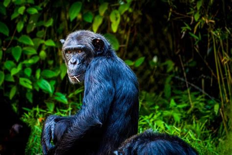 Zdjęcia: Zobacz Goryle I Szympansy W Ich Rodzimych Lasach