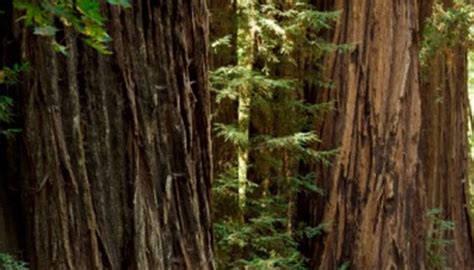 Zonen für Redwoods