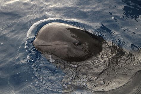 Záhady Velryb A Delfínů Strandings Mohou Záviset Na Nasa Data
