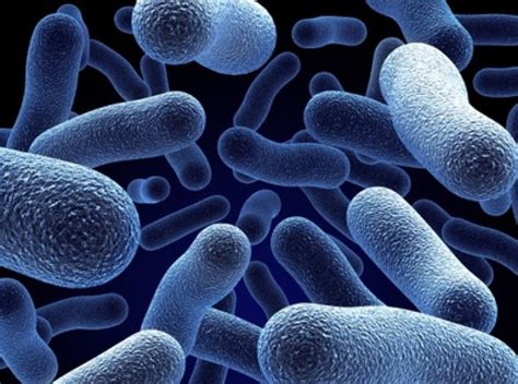 Zánětlivá Střevní Choroba Může Být Z Bakterií Mámy, Ne Z Dna