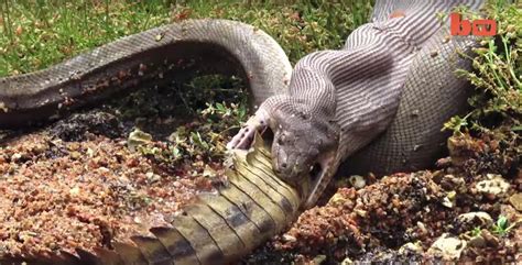 Zápas Smrti Plazů: Snake Devours Crocodile (Video)