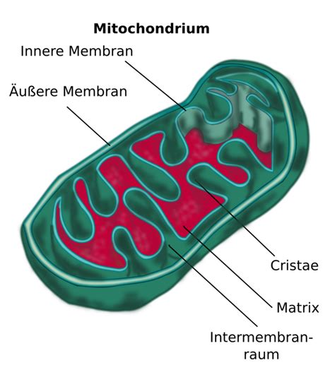Ähnlichkeiten in der Struktur von Mitochondrien und Chloroplasten