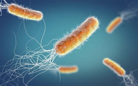 Ölümcül Gut Bakteriler Yıllık Yarım Milyon Enfeksiyon Neden