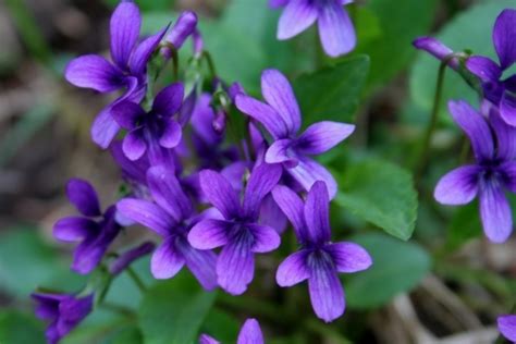 Để nhân các loại hoa violet Phi - đây là cách có thể bằng cách gieo, cắt và ngỗng