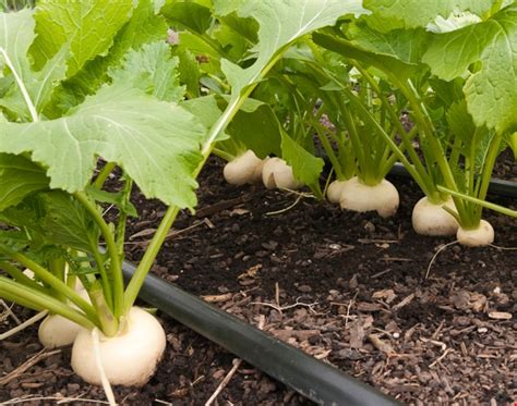 Để trồng củ cải: gieo trồng cây, chăm sóc, thu hoạch + bảo quản