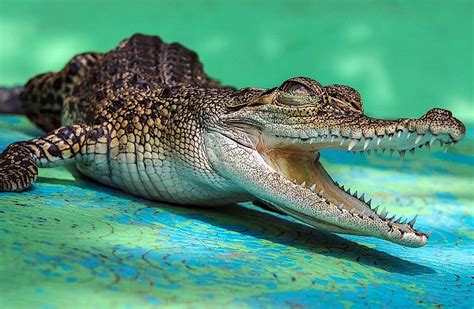 Аллигаторы Против Крокодилов: Фотографии Показывают, Кто Есть Кто