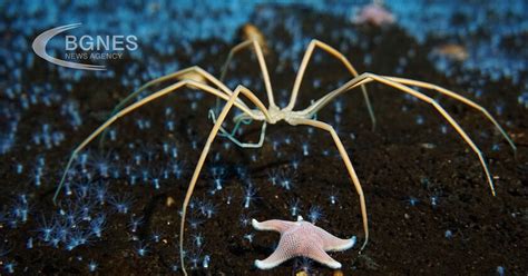 За Съжаление, Паяци: Морските Охлюви Правят Най-Силния Материал На Земята
