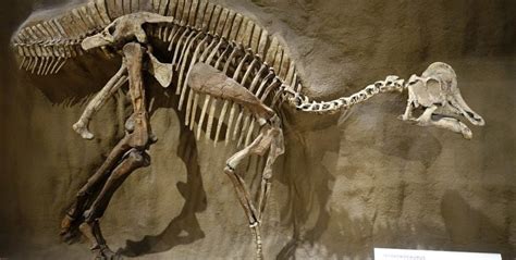 Как Ученые Обнаружили Мягкие Ткани В Окаменелостях Динозавров?