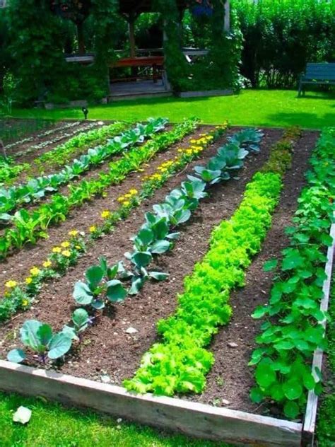 Какви зеленчуци за зеленчукова градина на сянка?