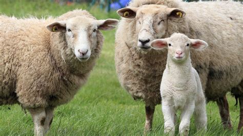 Клонинът На Овцете Доли Овцете Са Здрави В Напреднала Възраст