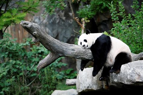 Обичай На Древната Панда: Защо Зоологическите Градини Чакат 100 Дни, За Да Назоват Бебешки Панди