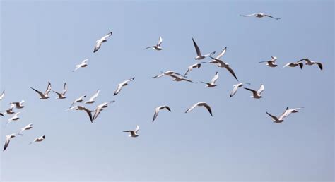 Птиците Могат Да Видят Магнитните Полета На Земята