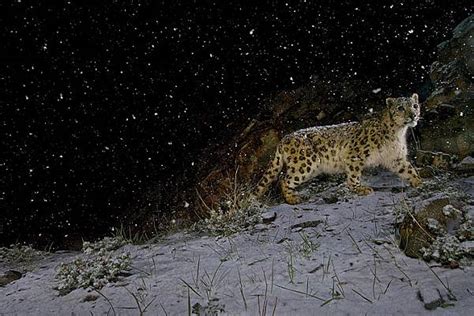 Първи Снимки, Направени От Снежни Леопарди В Сибир