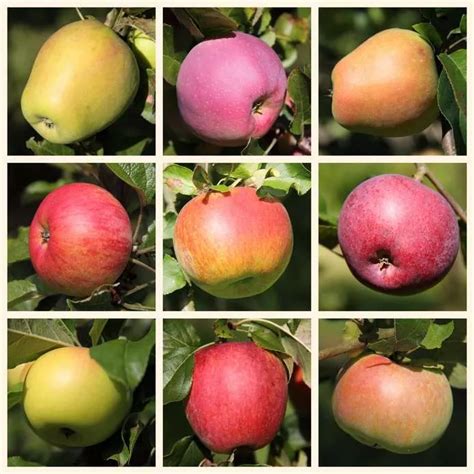 Ръководство за различни сортове ябълки