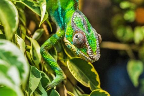 Цветна Находка: Мадагаскарският Хамелеон Всъщност 11 Различни Вида