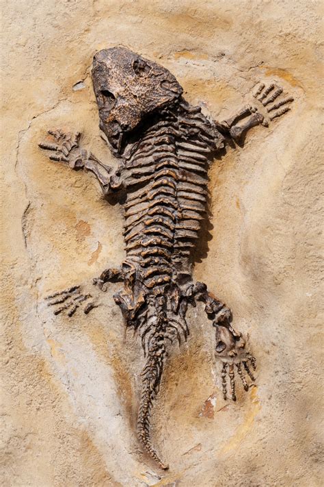 „Fossil“ Pardavėjas Pateikia Ieškinį Dėl Ginčijamo „Tyrannosaur“