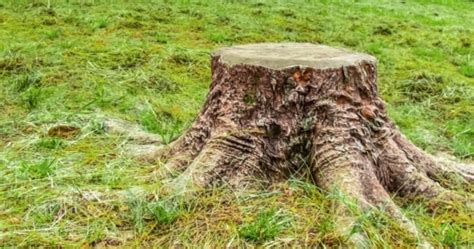木の切り株の失活