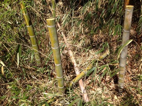 濃密なヘッジを維持するために竹をどのように切断するのですか？