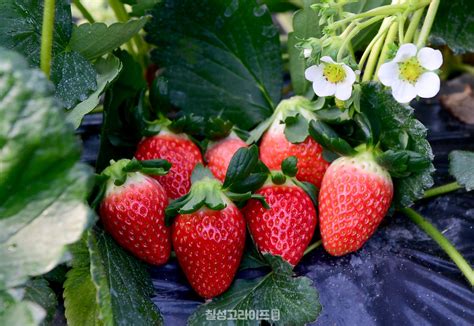 꽃 상자에 딸기 재배-지침 + 이상적인 품종