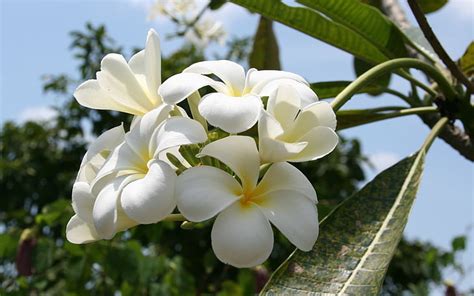 화이트 프랜지 페니, 사원의 꽃